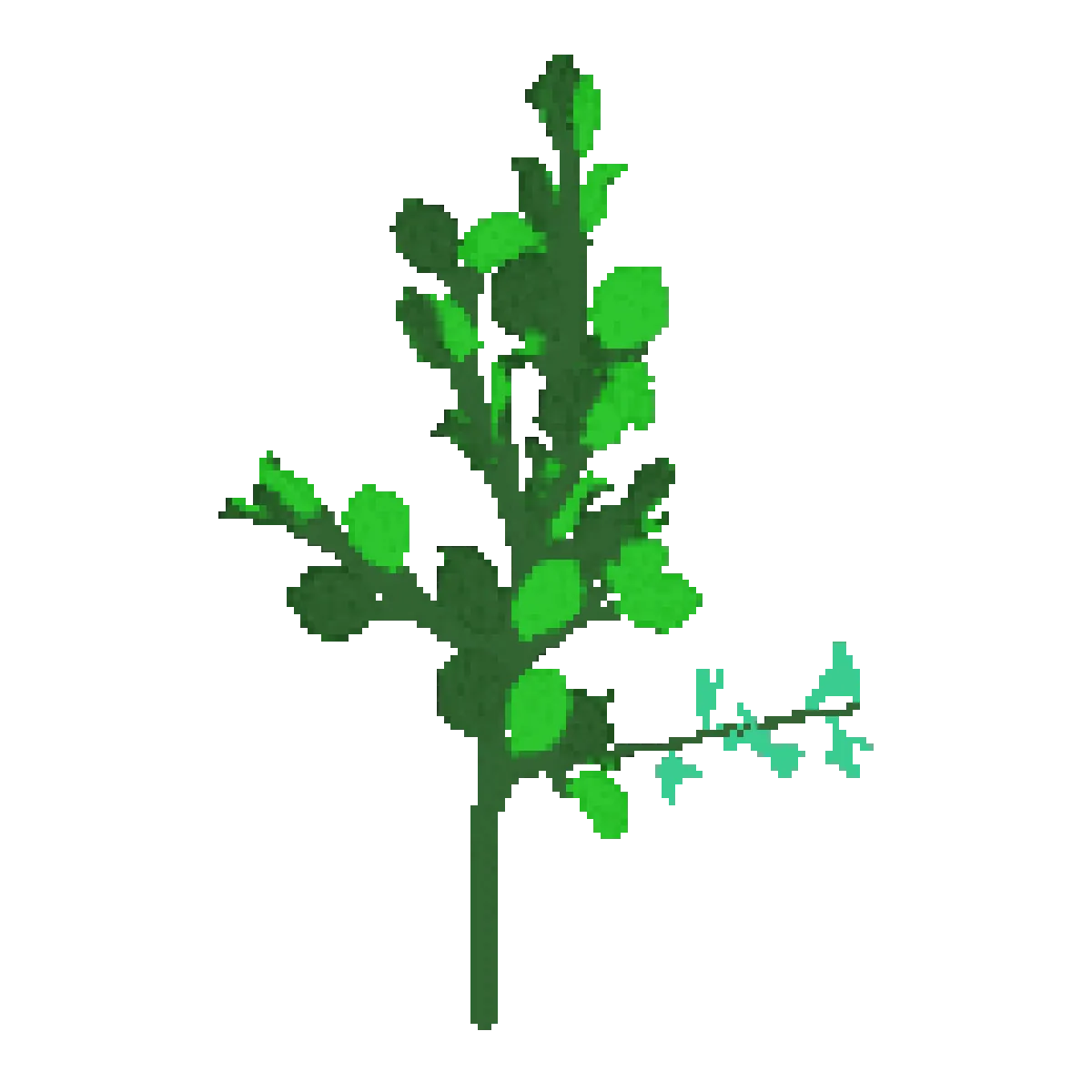 basil