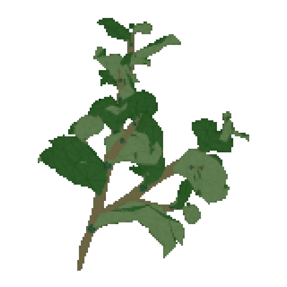 bay-leaf