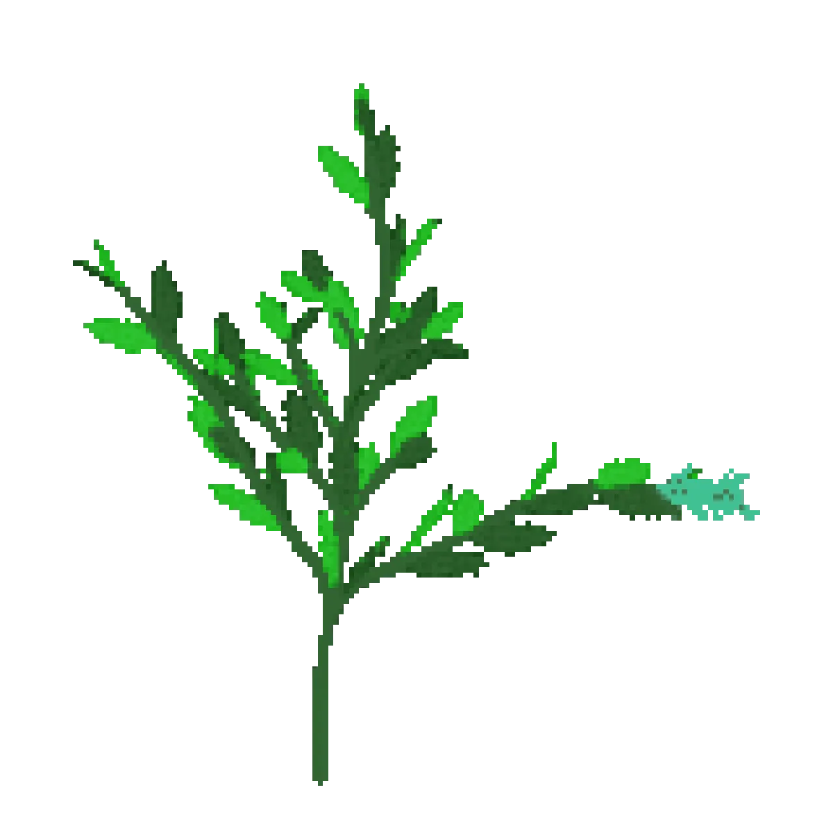 mint