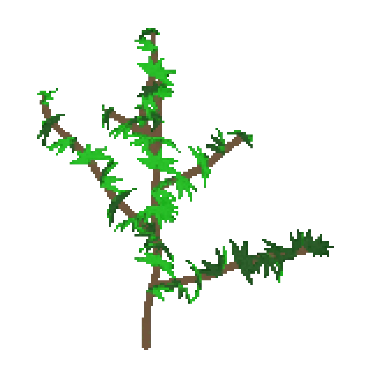 thyme